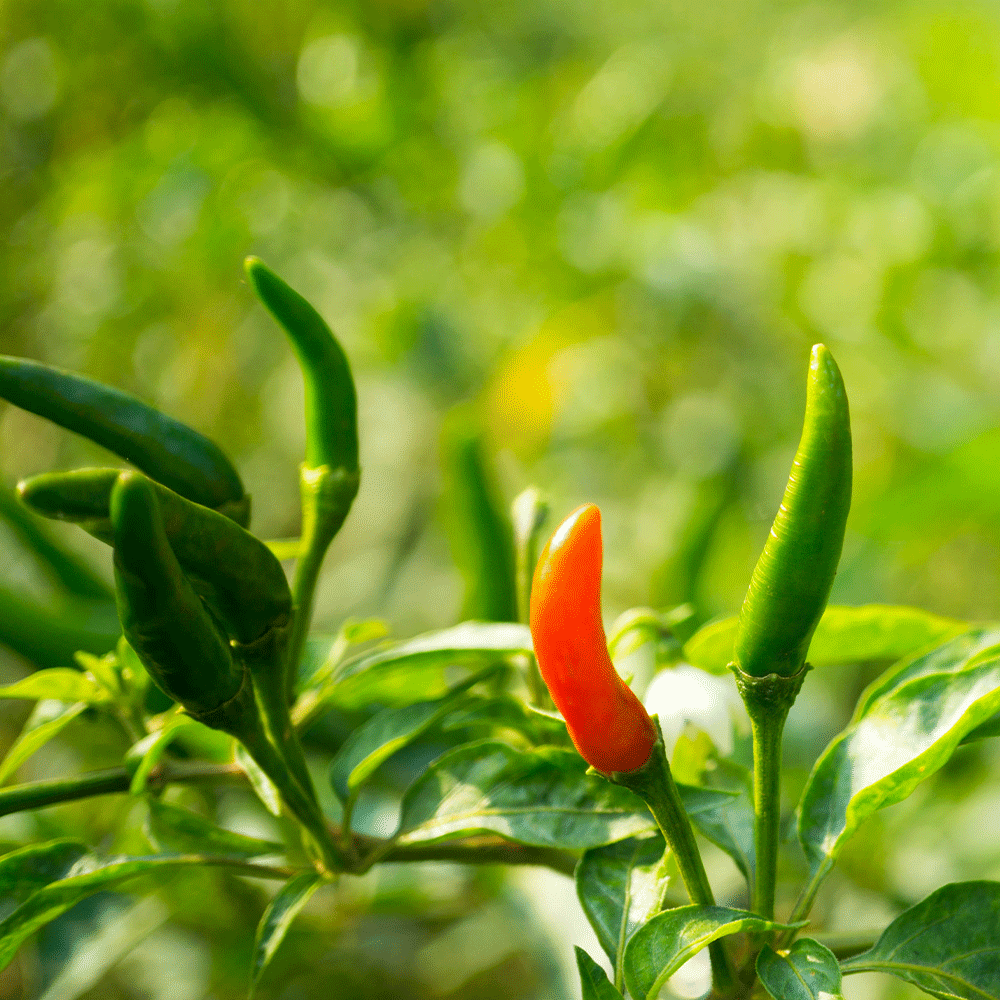 Piment Oiseau vert, fraicheur et force