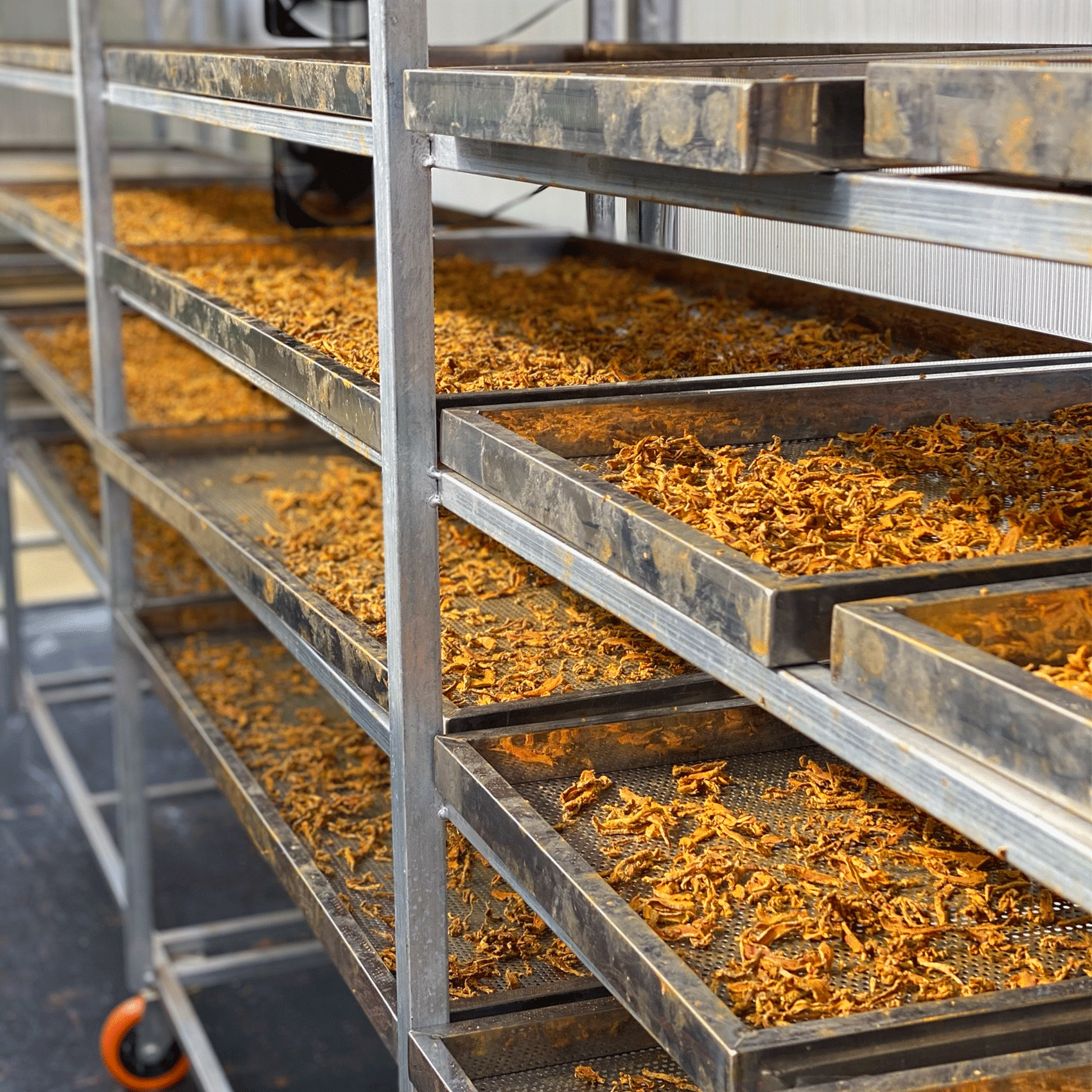 racine de curcuma séchée sur des racks