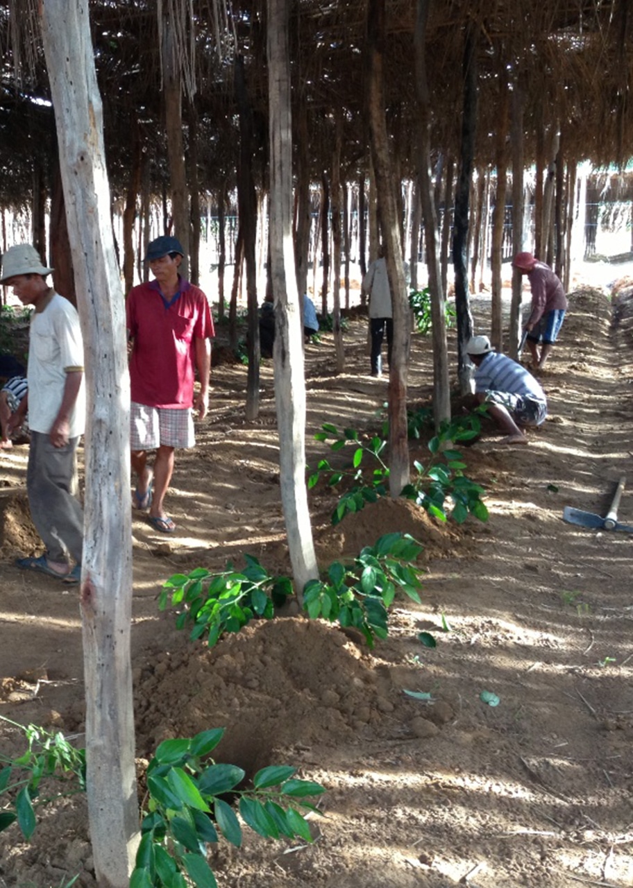 La Plantation
