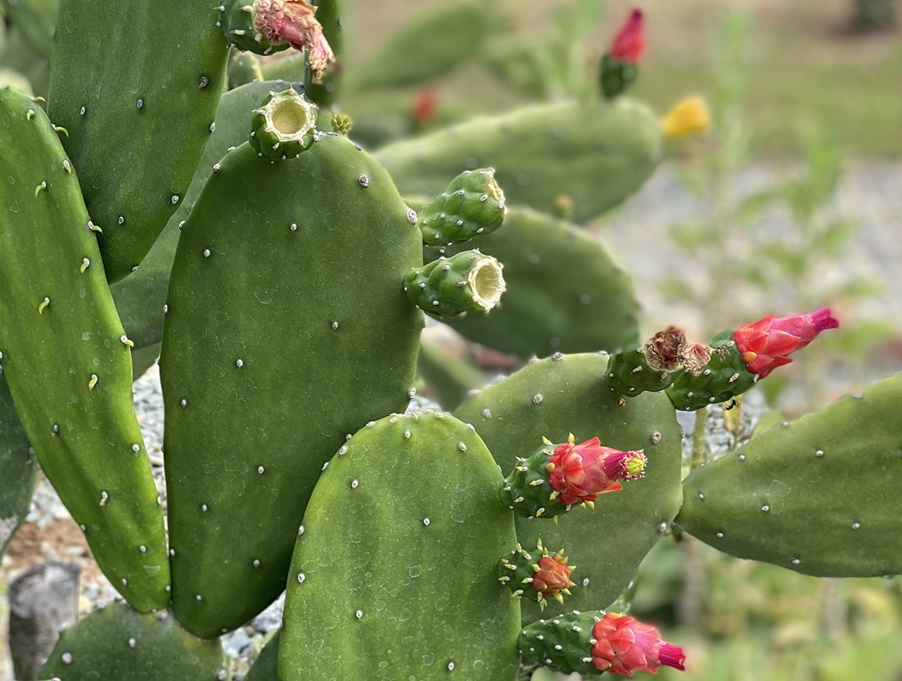 Cactus du Cambodge
