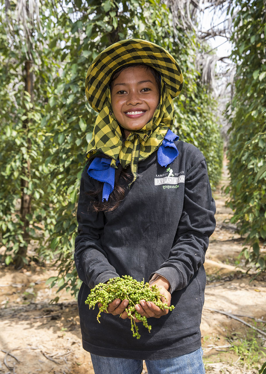 Poivre de Kampot La Plantation