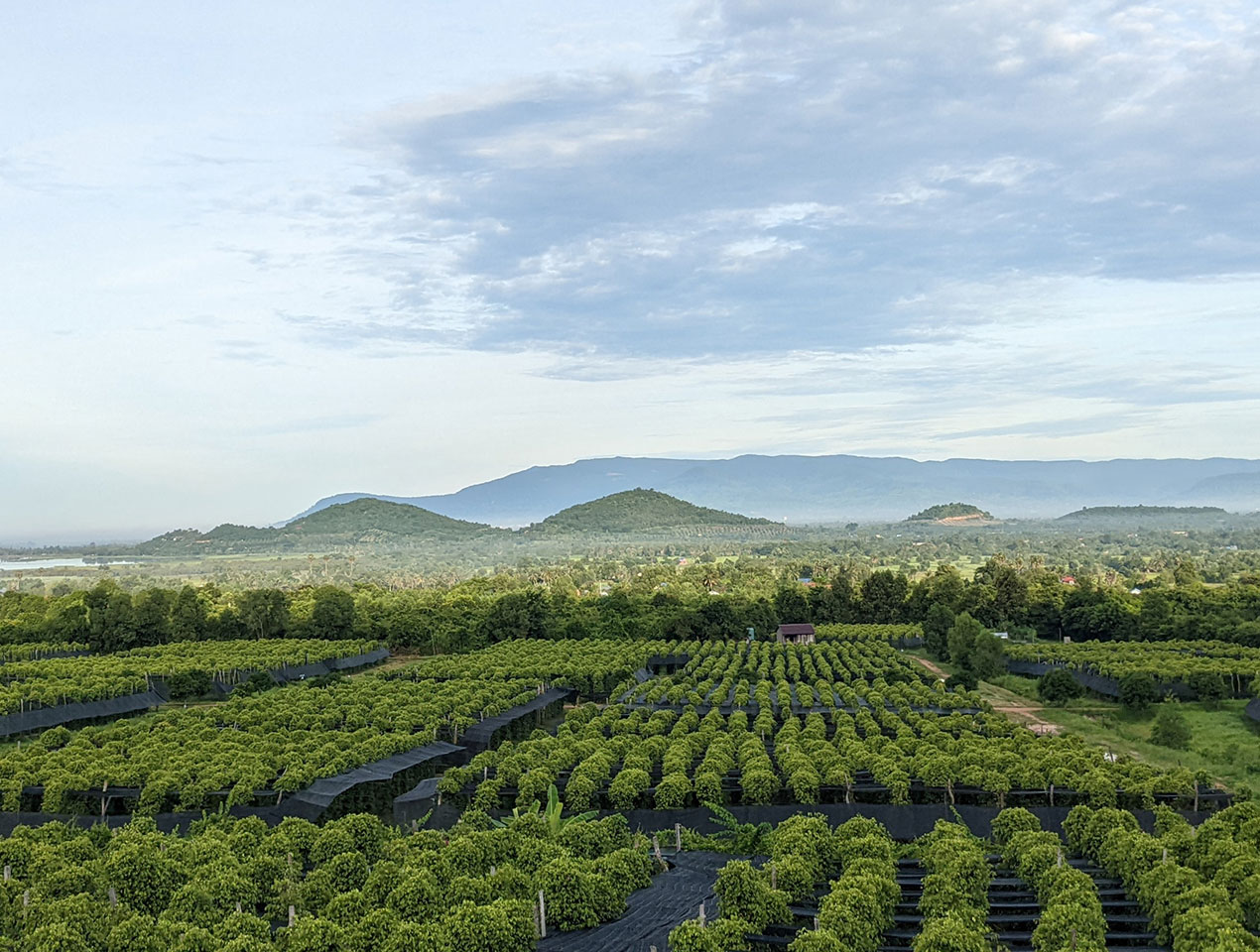 Plantation - Vue aérienne