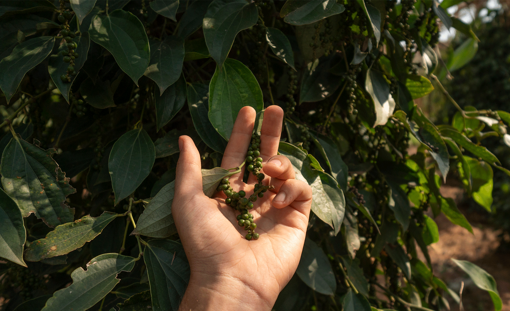 main tenant une grappe de poivre