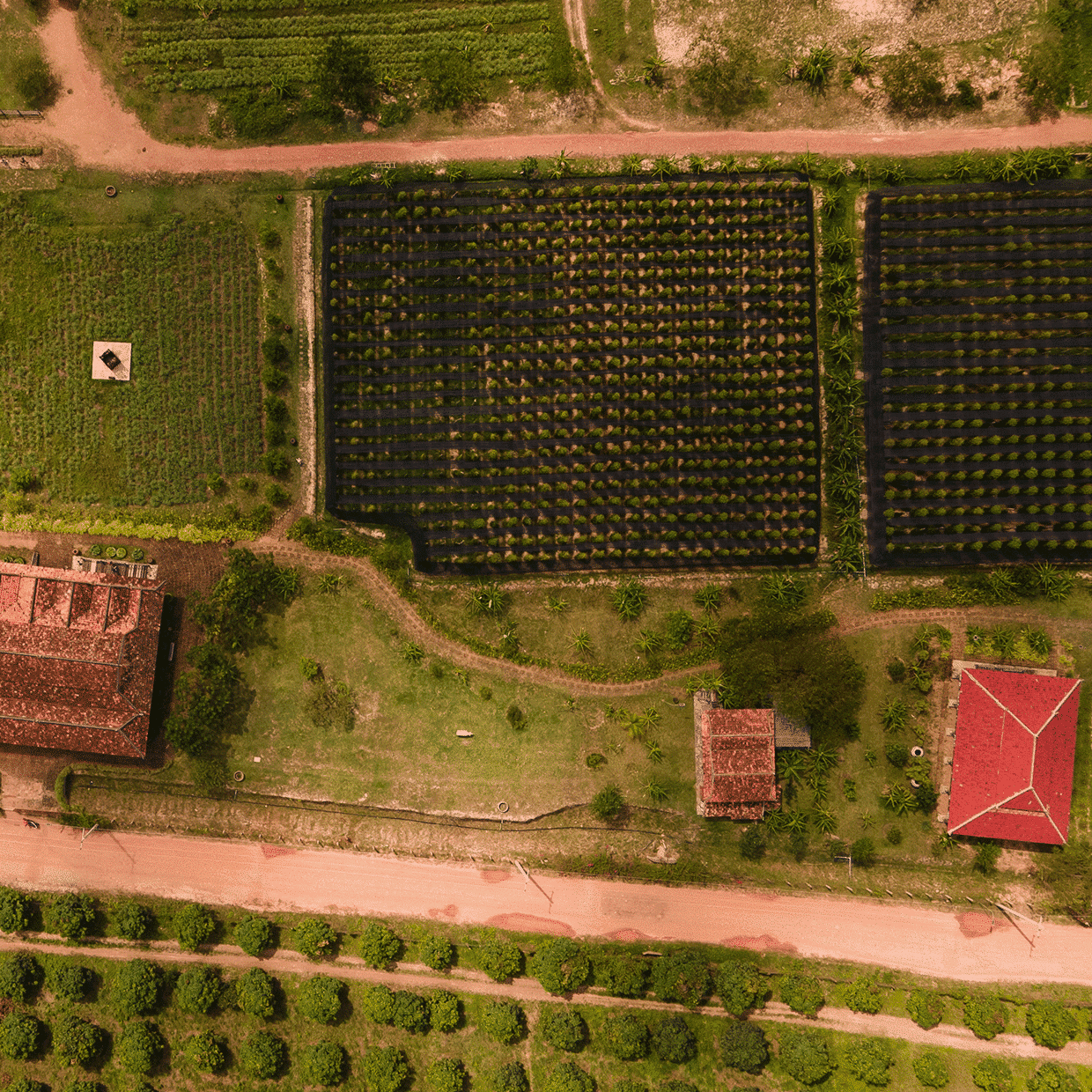 vue aérienne de la plantation