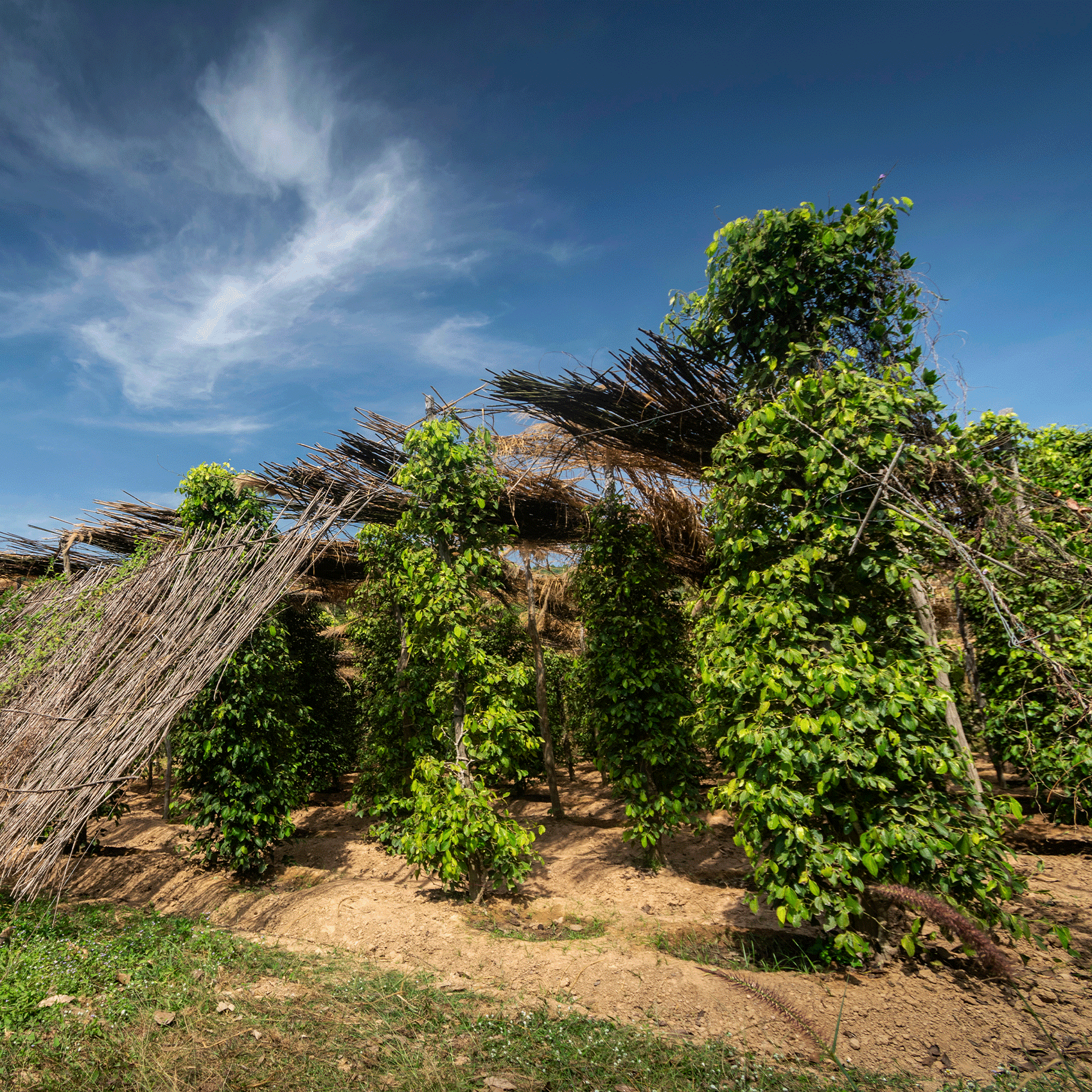 arbre de poivrier en train de pousser