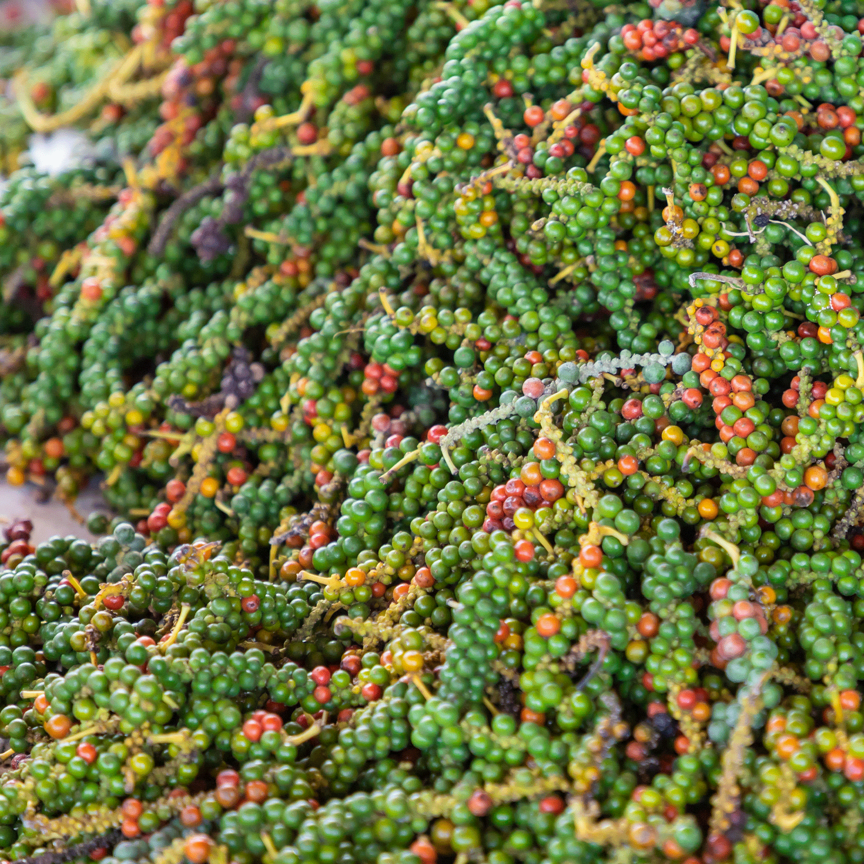 grappes de poivrier rouges et vertes