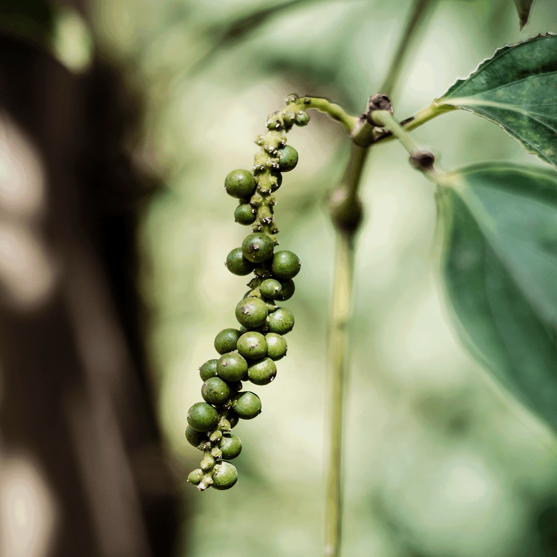 grappe de poivre de kampot en maturation