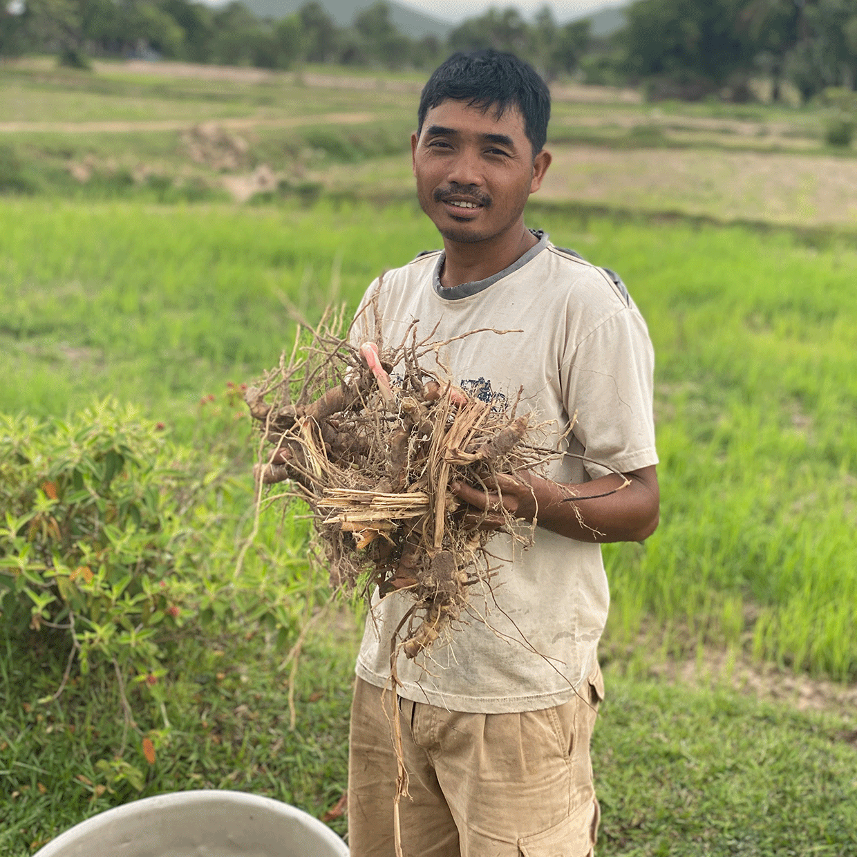 Plantagenarbeiter mit Galgantwurzeln in den Händen