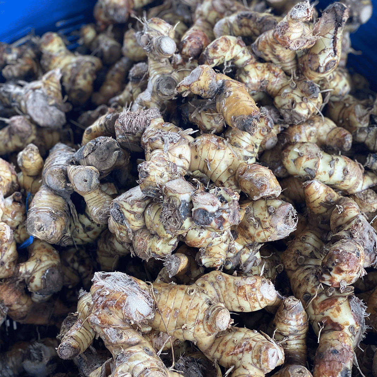 racines de galanga entières