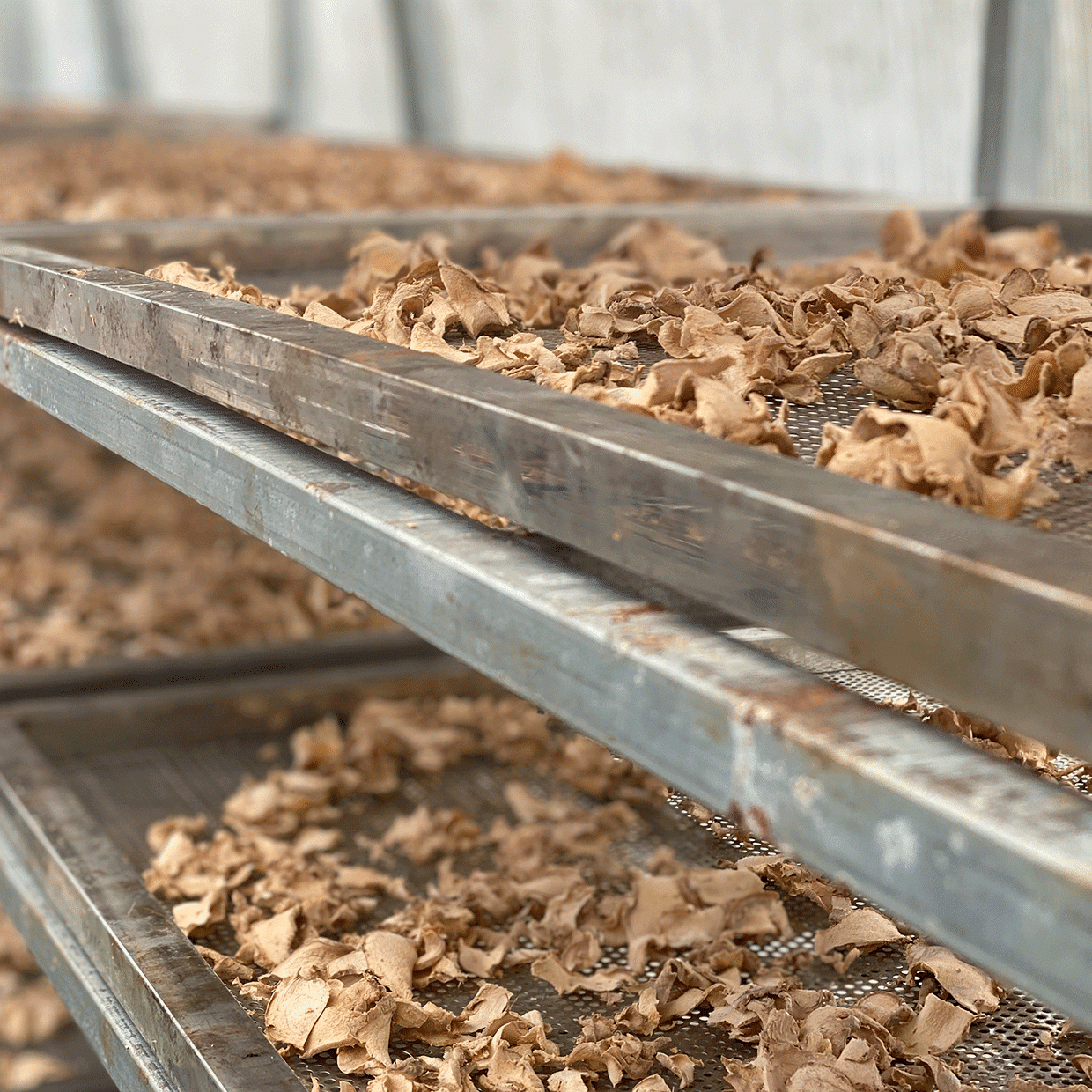 tri des écorces de galanga