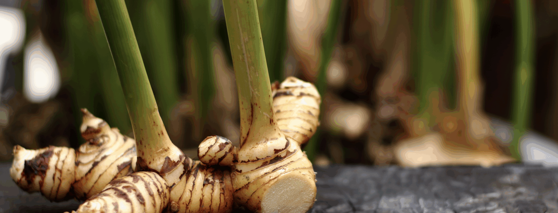 racine et tiges de galanaga