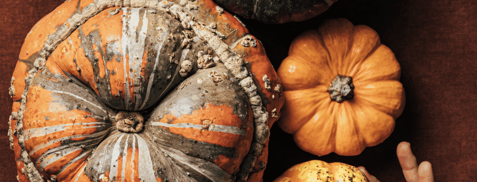 top view of squash, pumpkin and butternut squash