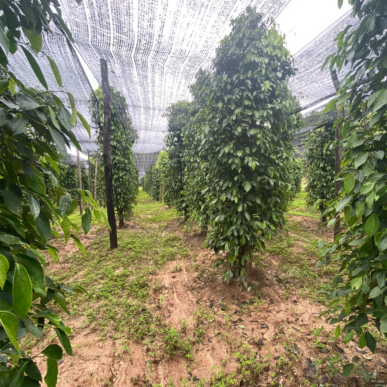 Poivriers de la plantation