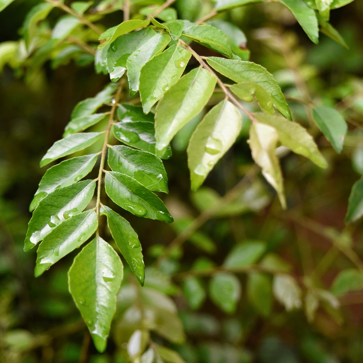 Branche d'un arbre à feuilles de curry