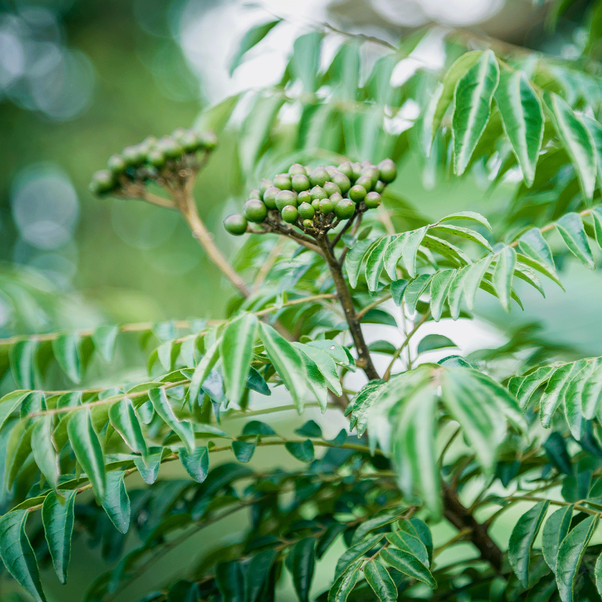 récolte des feuilles de curry