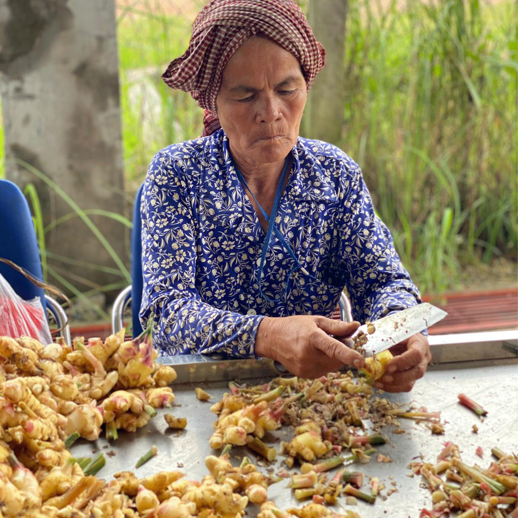 ouvrière cambodgienne en train de couper du gingembre