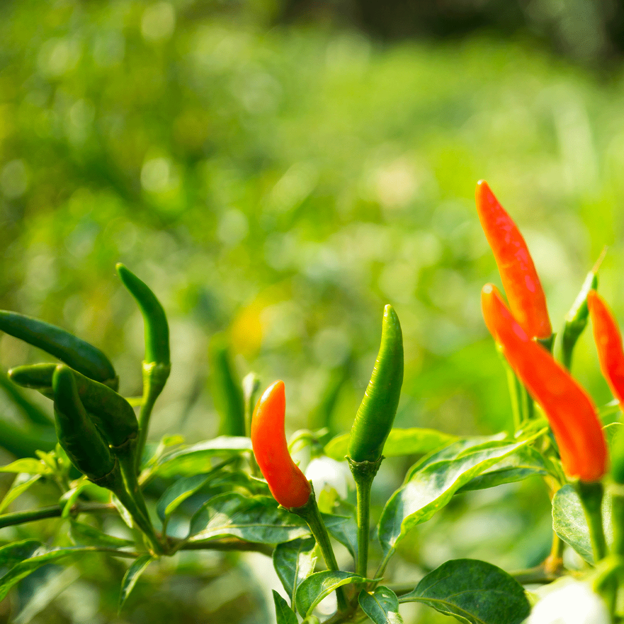 piments oiseaux cultivés au cambodge