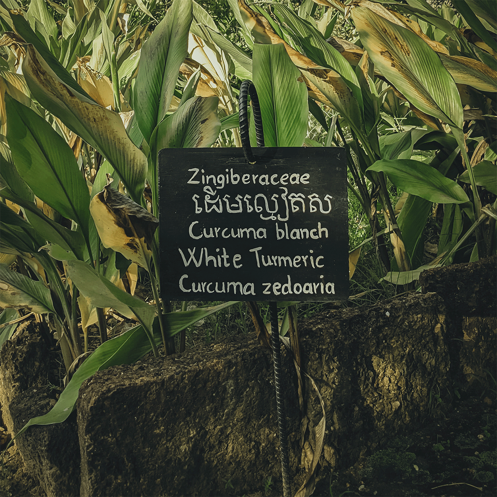 connaissez vous le curcuma blanc