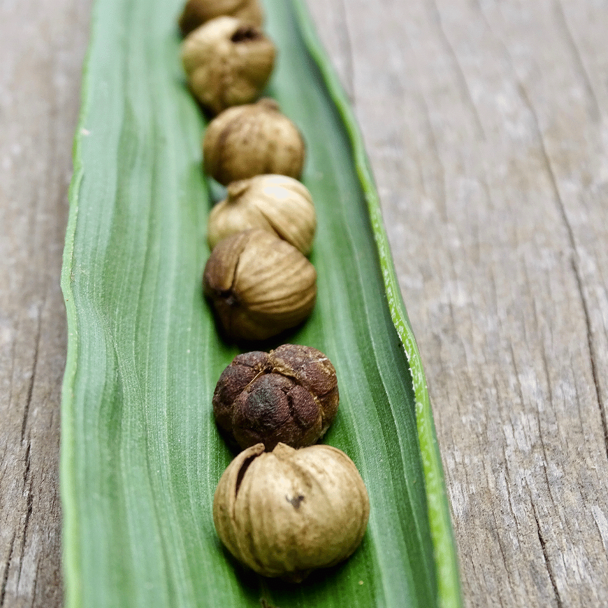 coque de cardamome du Cambodge