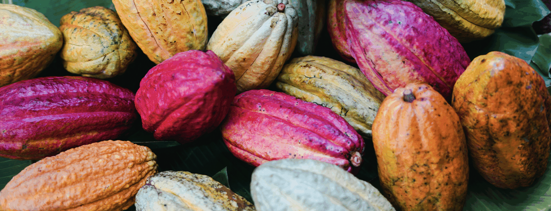 bannière fève de cacao de Mondolkiri