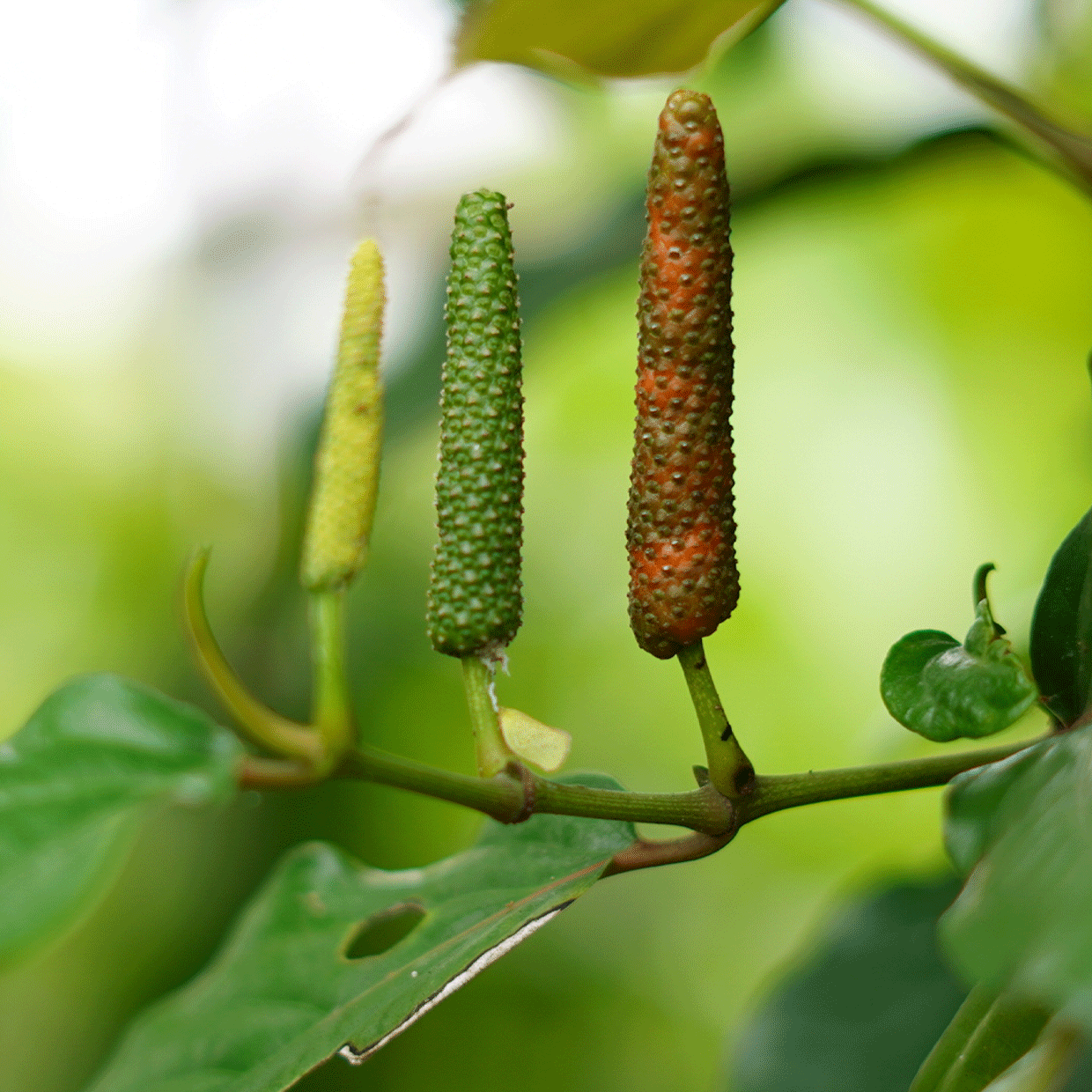 tige de plante du cambodge