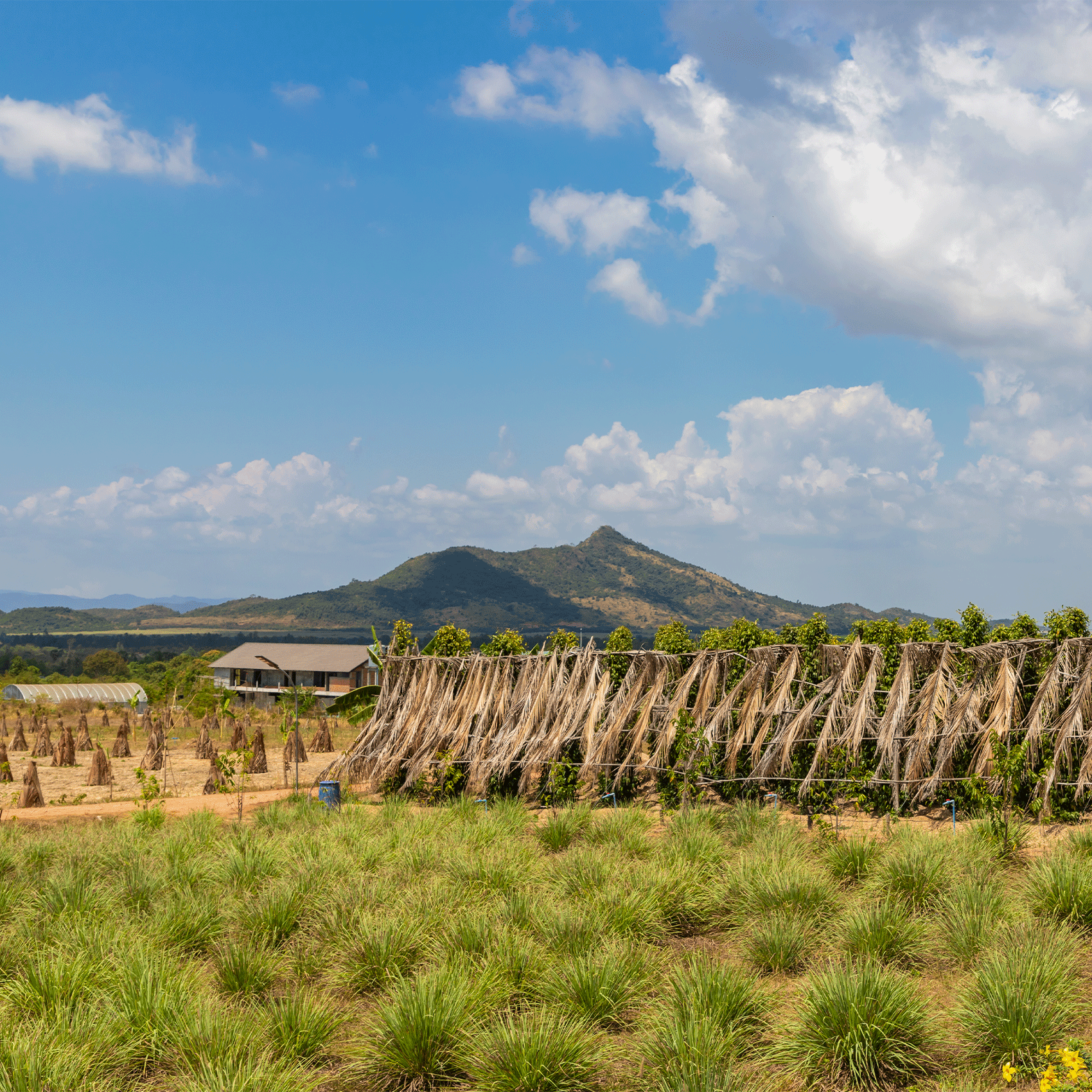 vue de la plantation avec montagnes de cardamomes en fond