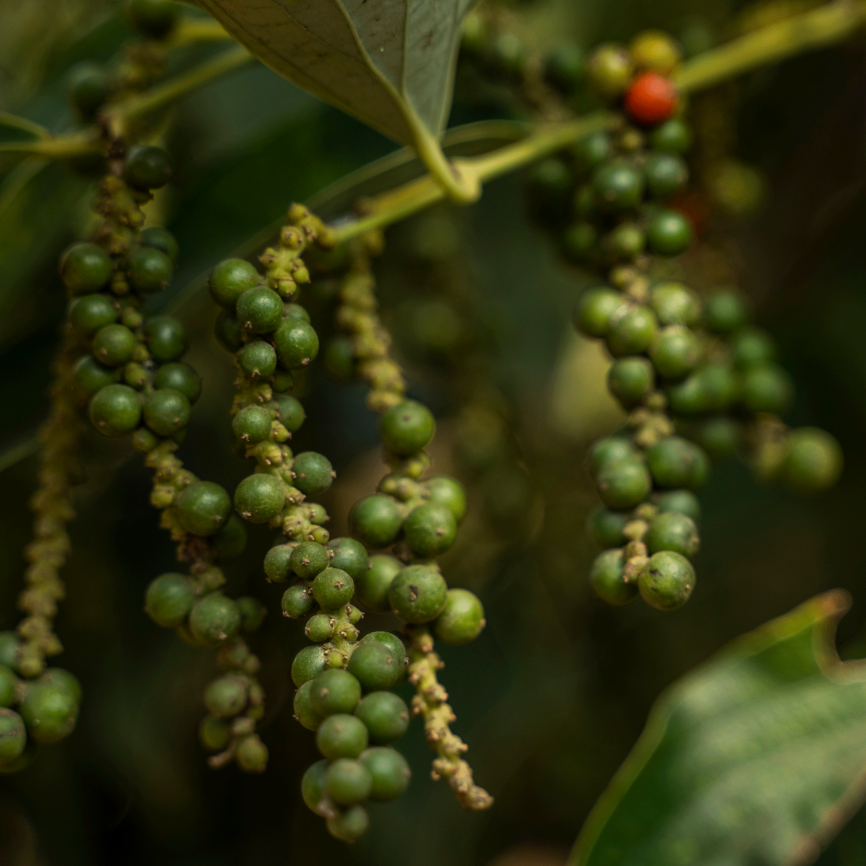 grains de poivres piper nigrum en maturation