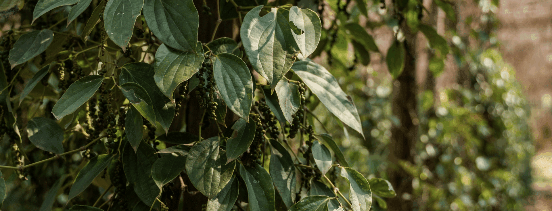 leaves of Piperaceae plants