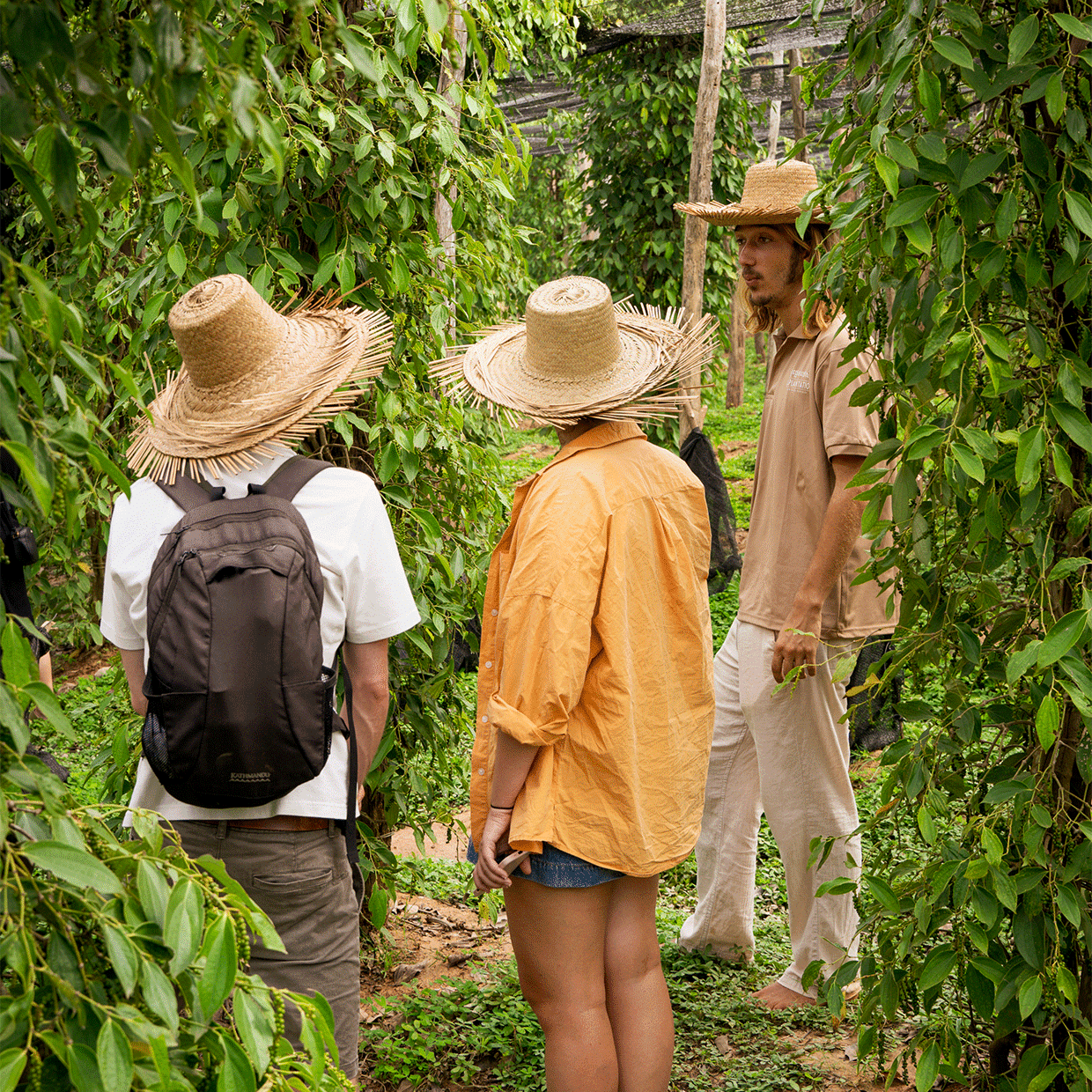 tourisme qui discute dans une plantation de poivre
