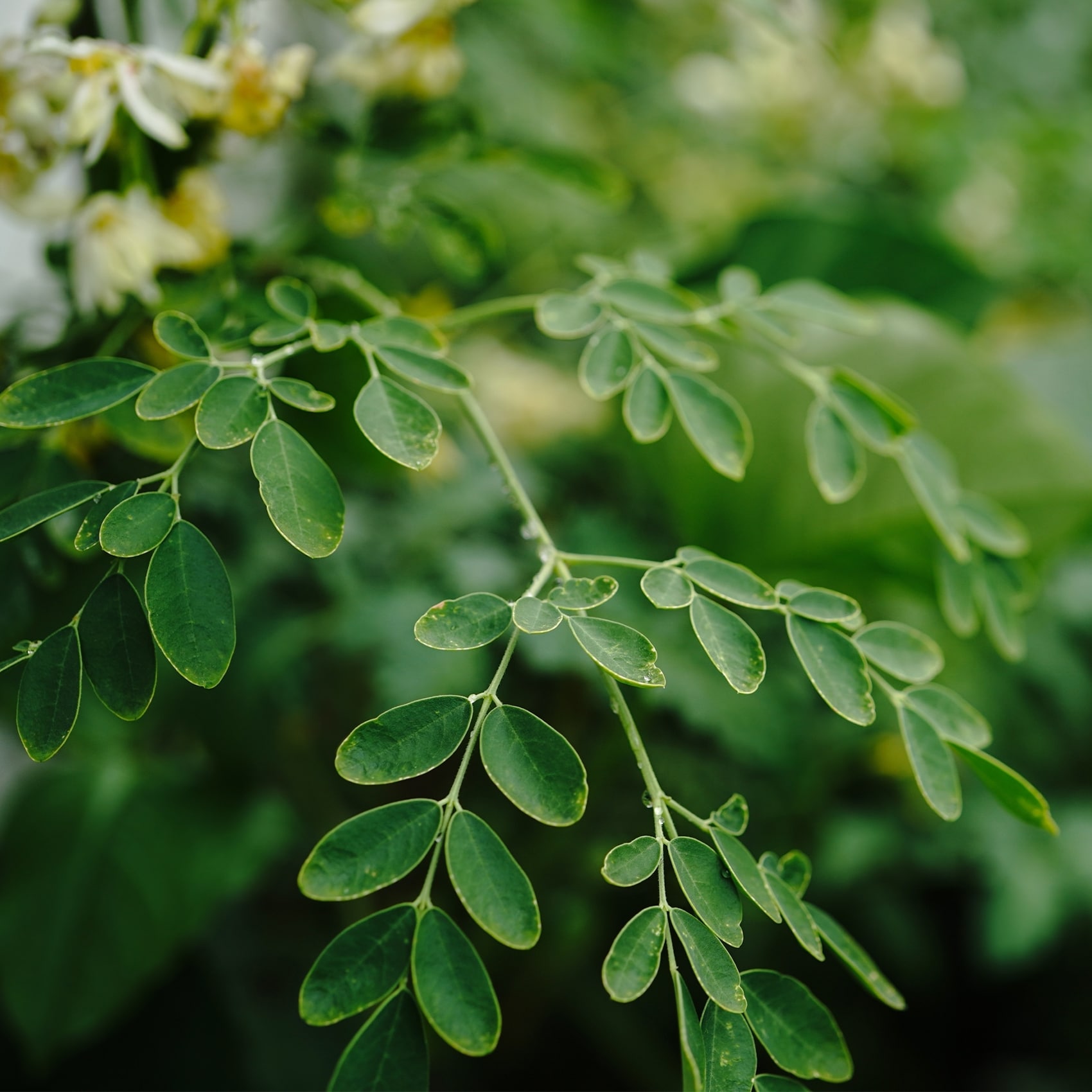 feuilles de moringa sur une branche