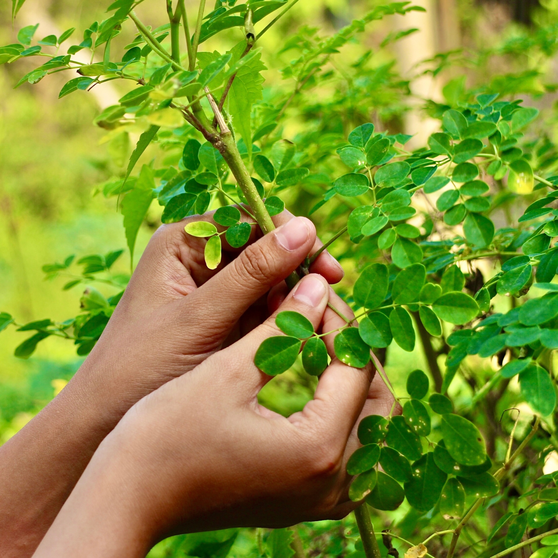 feuilles de moringa récoltées