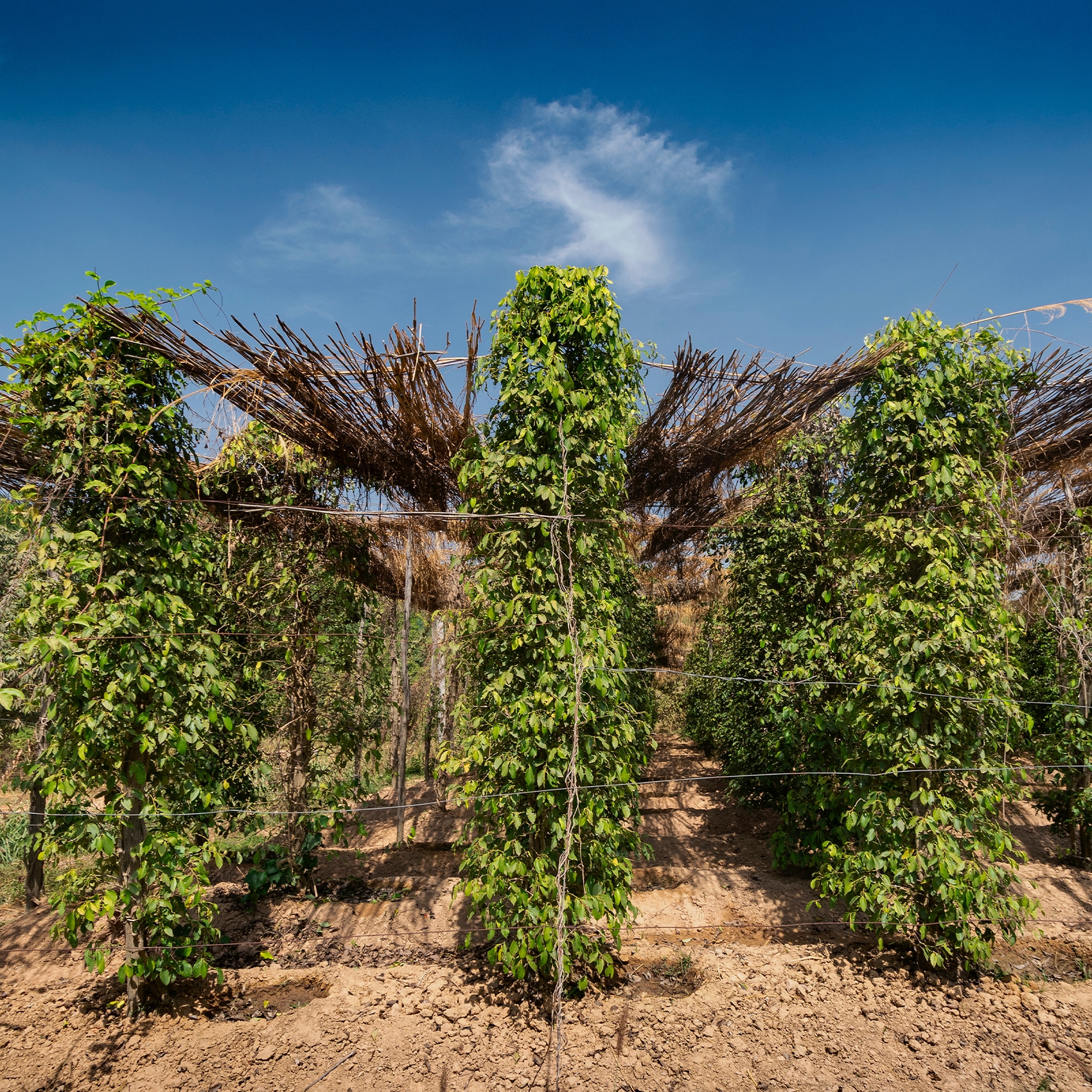 lianes de poivres de Kampot dans une plantation