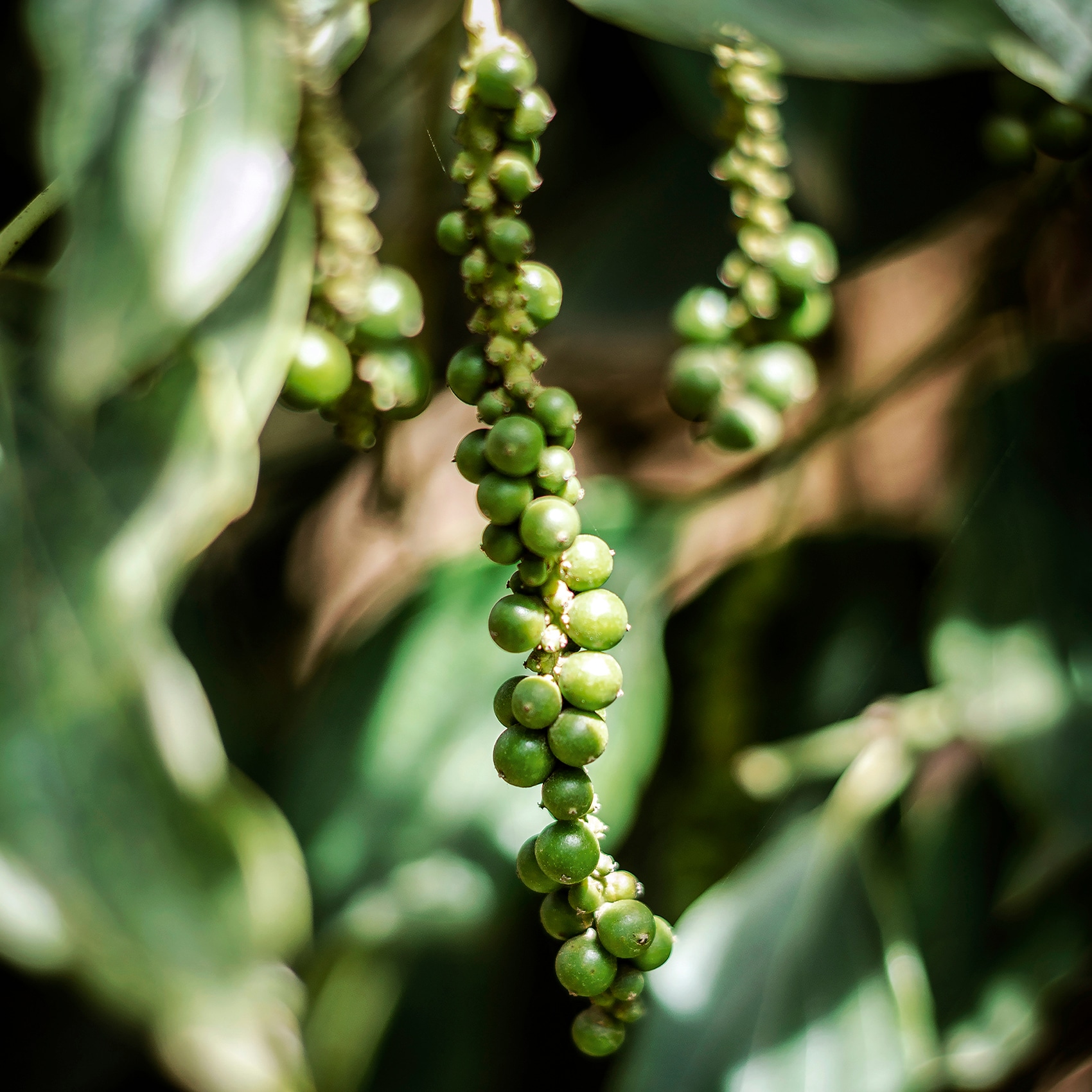 grappe de poivres en maturation