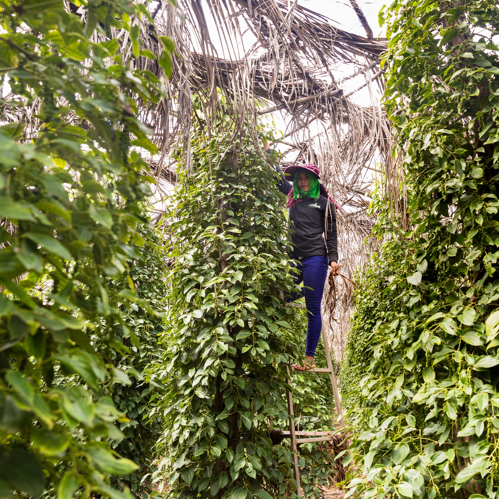 ouvrière de la plantation à kampot
