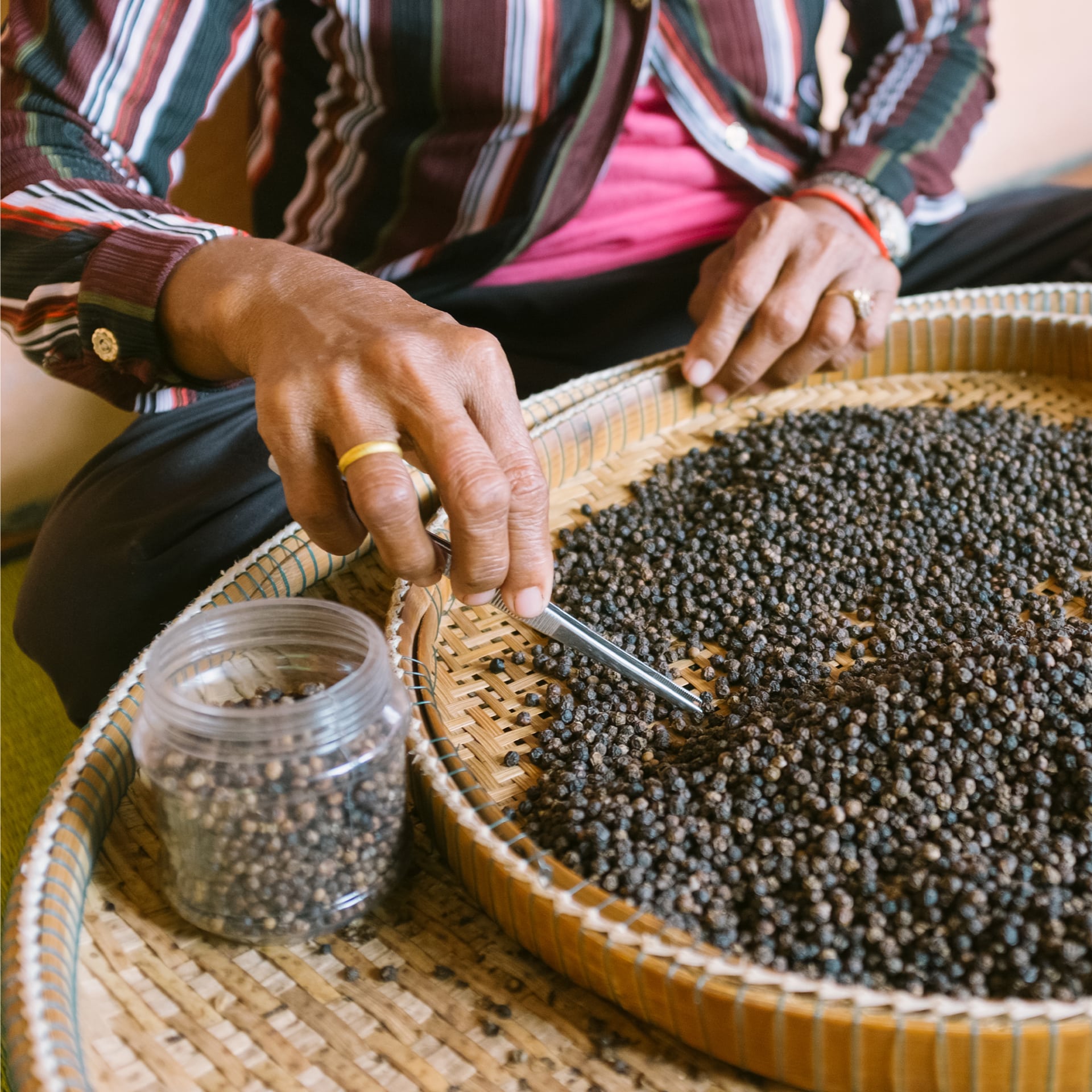 sélection des grains de poivres de kampot à la main