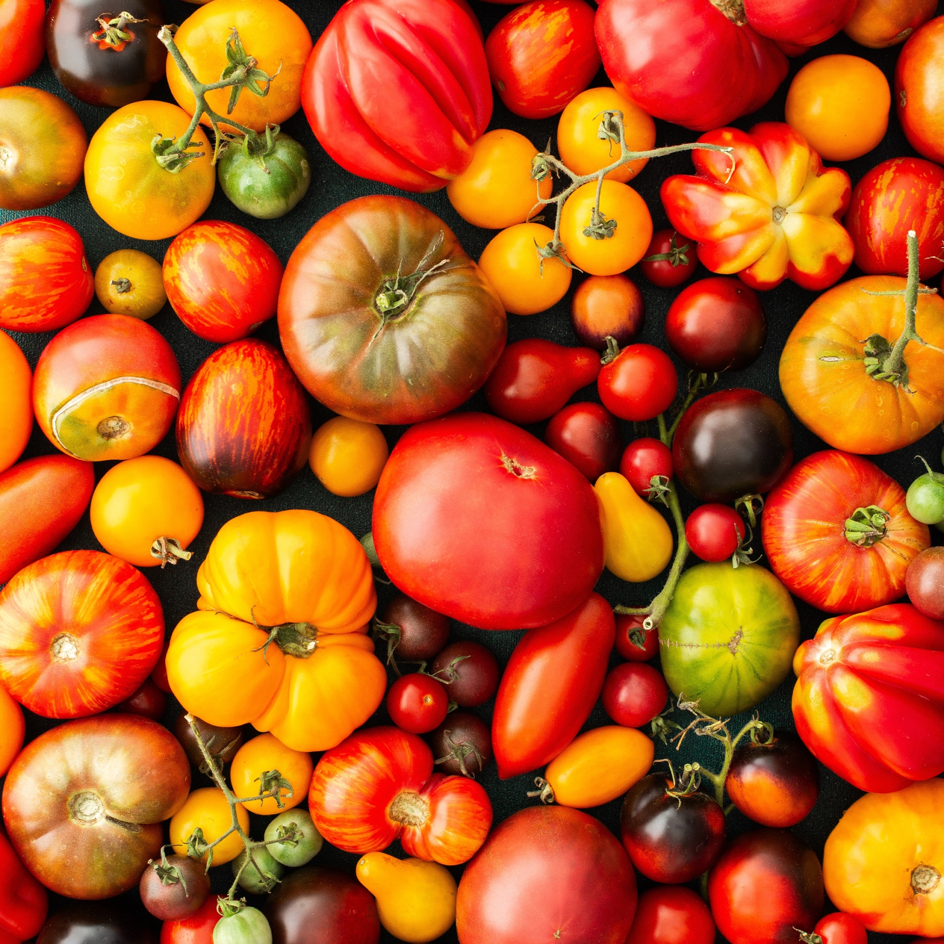 assortiment de variétés de tomates