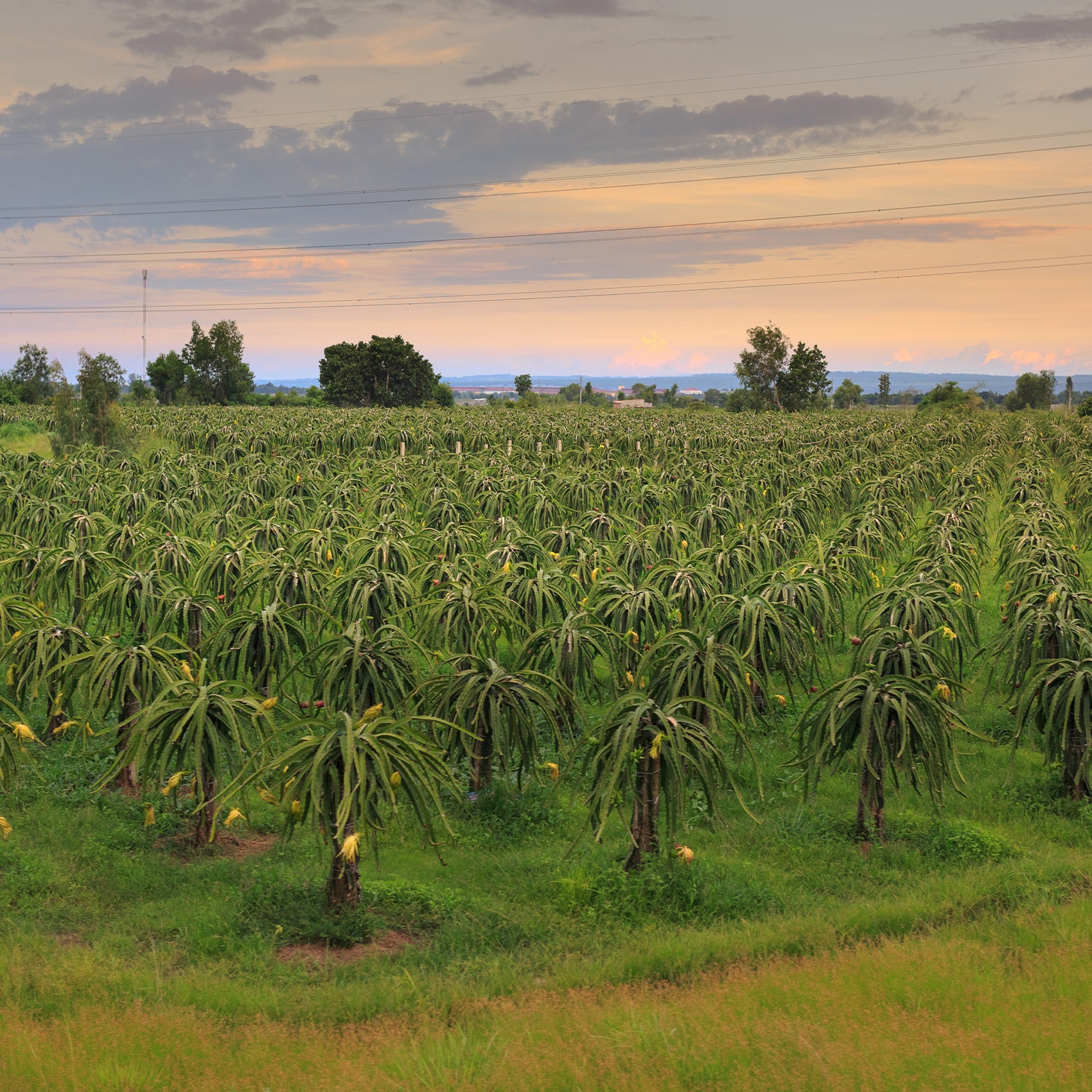 Plantation de fruits du dragon au Cambodge