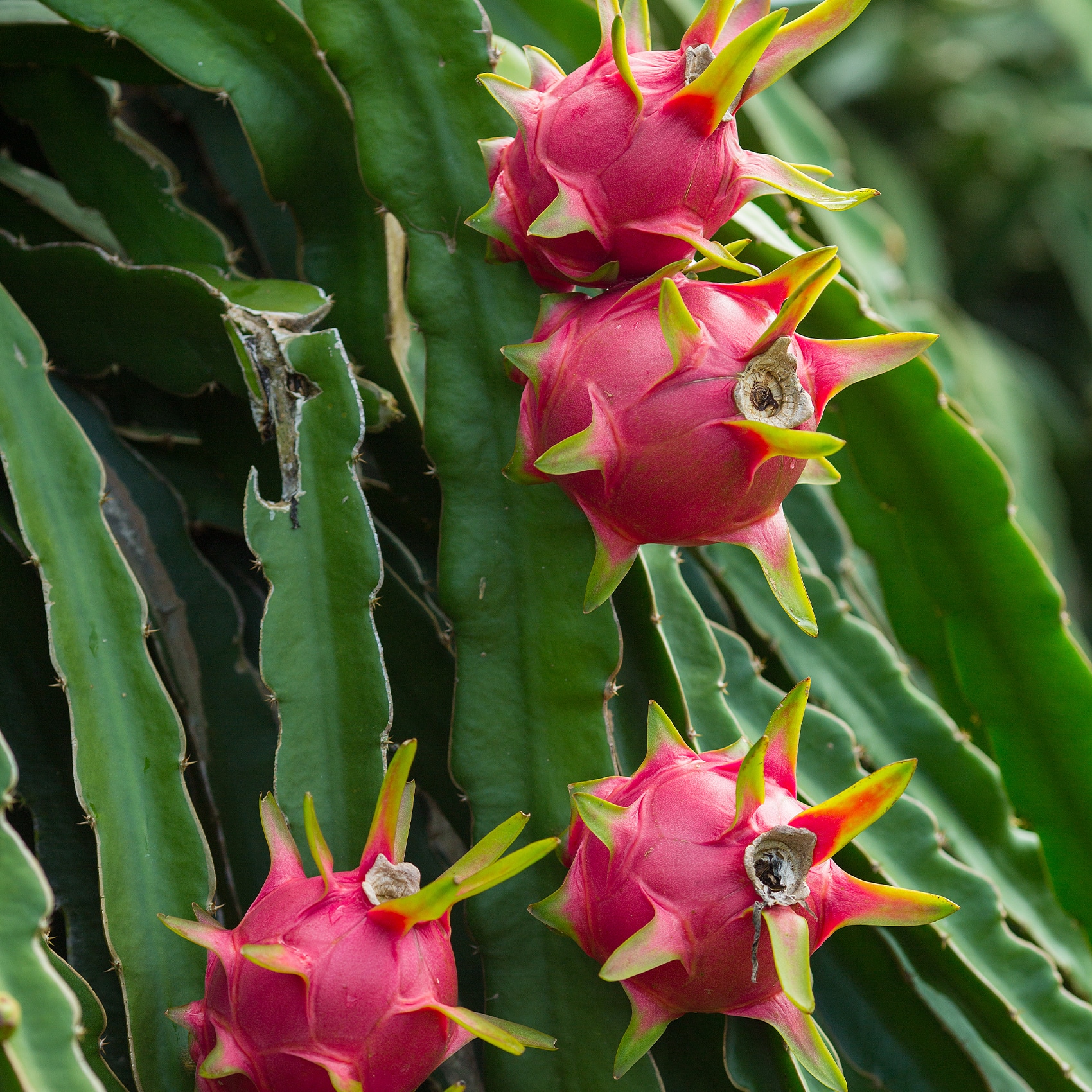 Fruit du dragon rose ingrédient principal de la Sauce Fruit du Dragon spicy