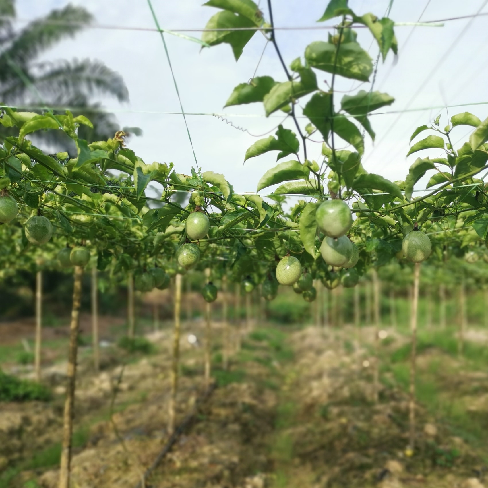 Plantation de Fruits de la passion au Cambodge