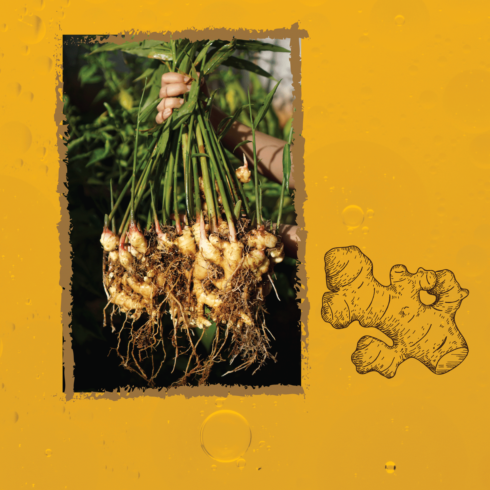 Vinaigre artisanal au Gingembre