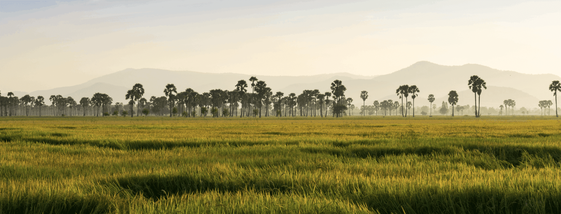 vue sur la plantation de kampot