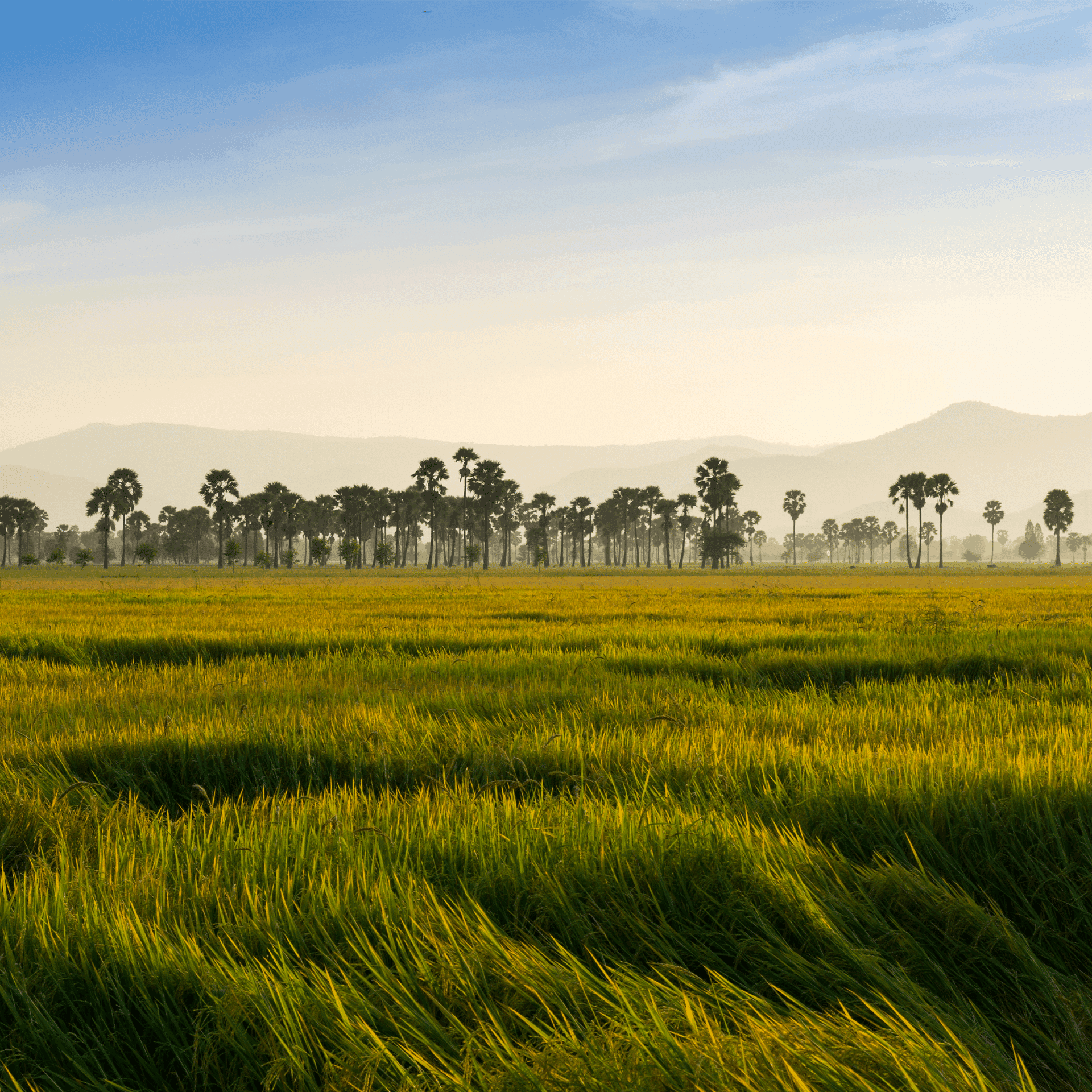 paysage sur la plantation de kampot