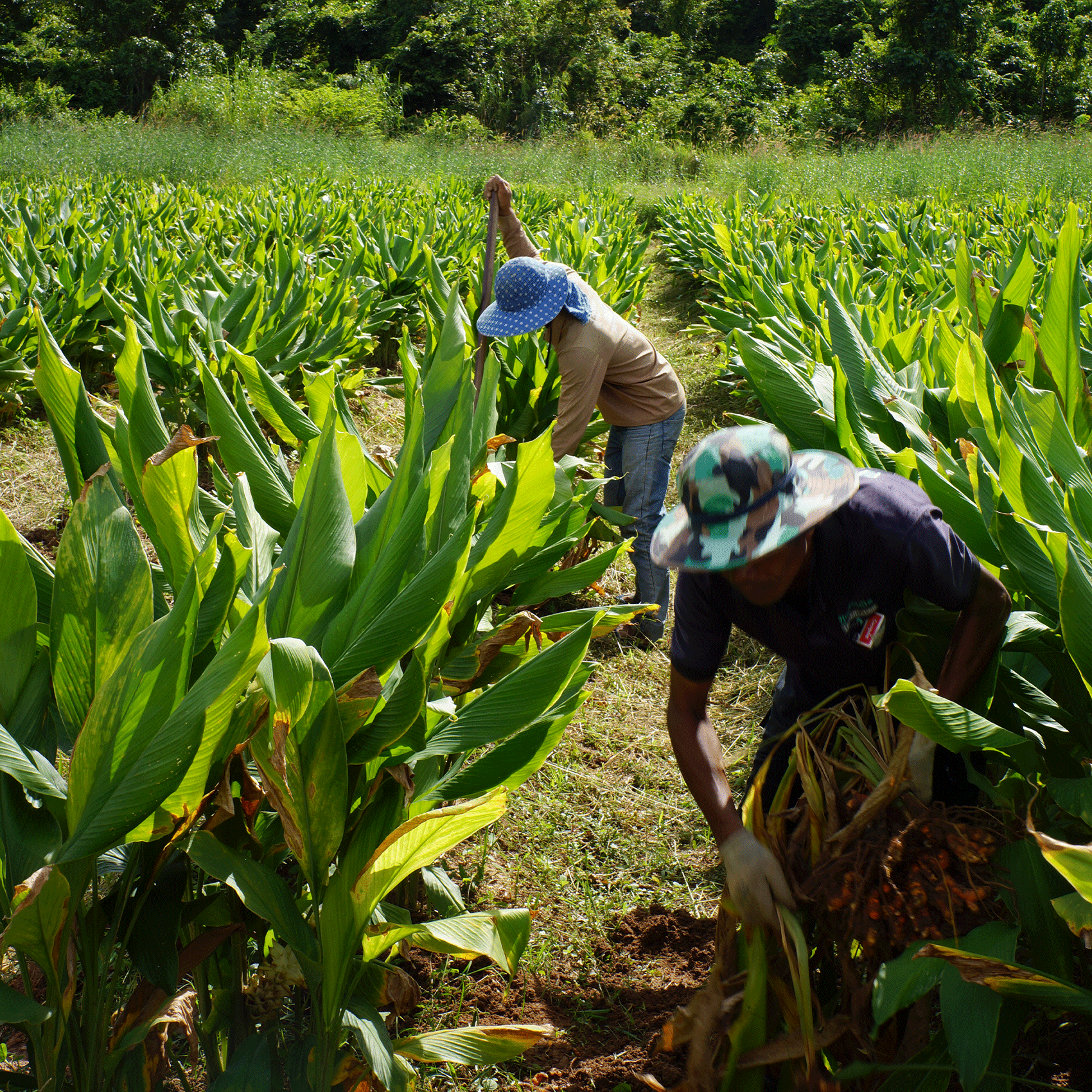 Kurkuma in verschiedenen Formen – frische Wurzel, Pulver und Scheiben auf Holzuntergrund