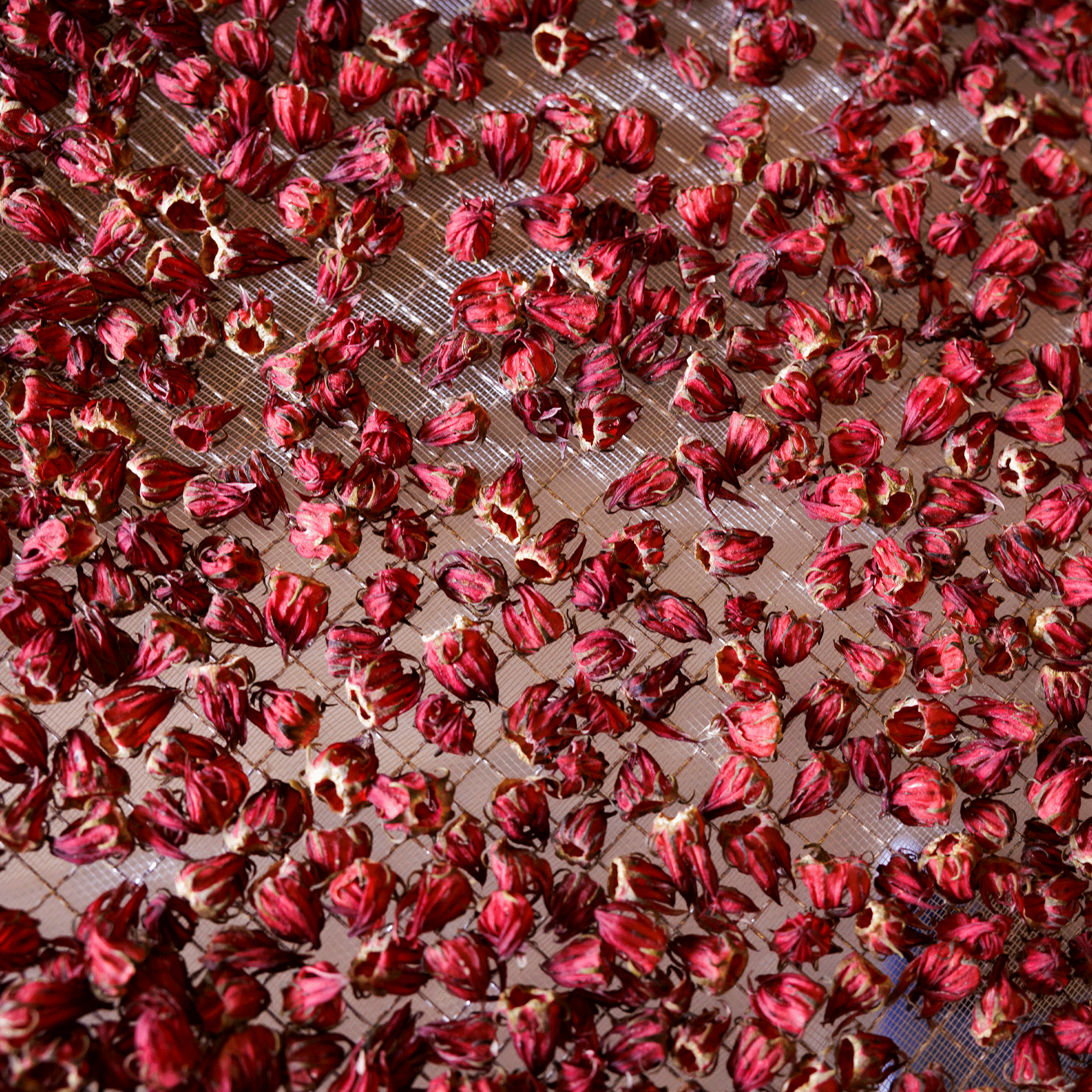 fleurs d'hibiscus déshydratées sur un sol