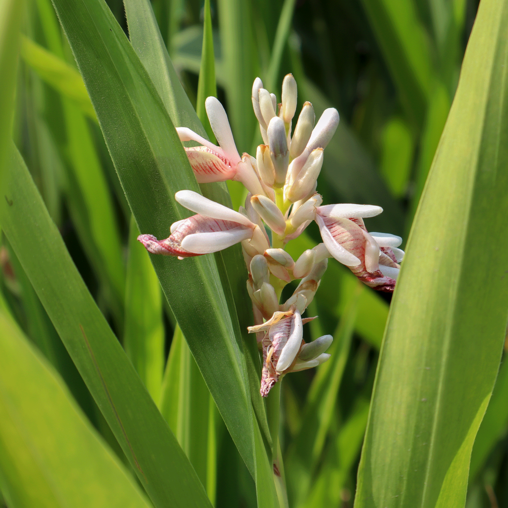 fleur qui fait des bourgeons