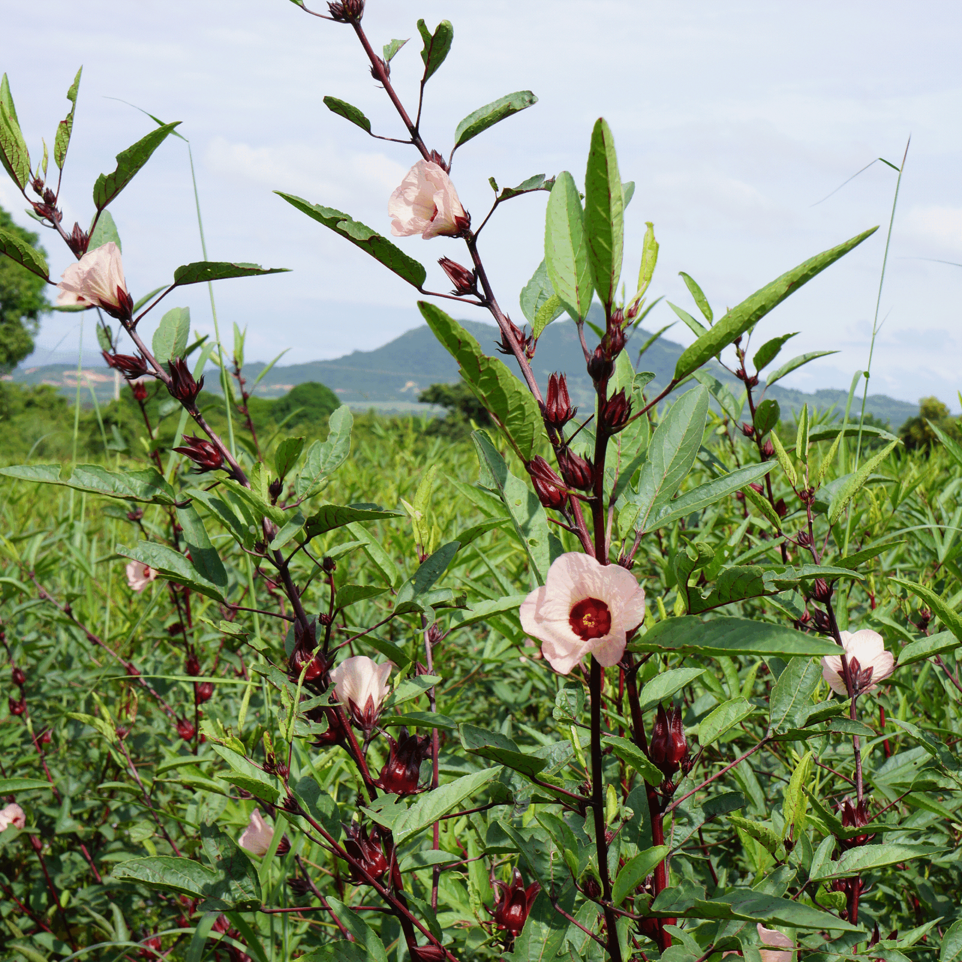 branche avec fleurs d'hibiscus 