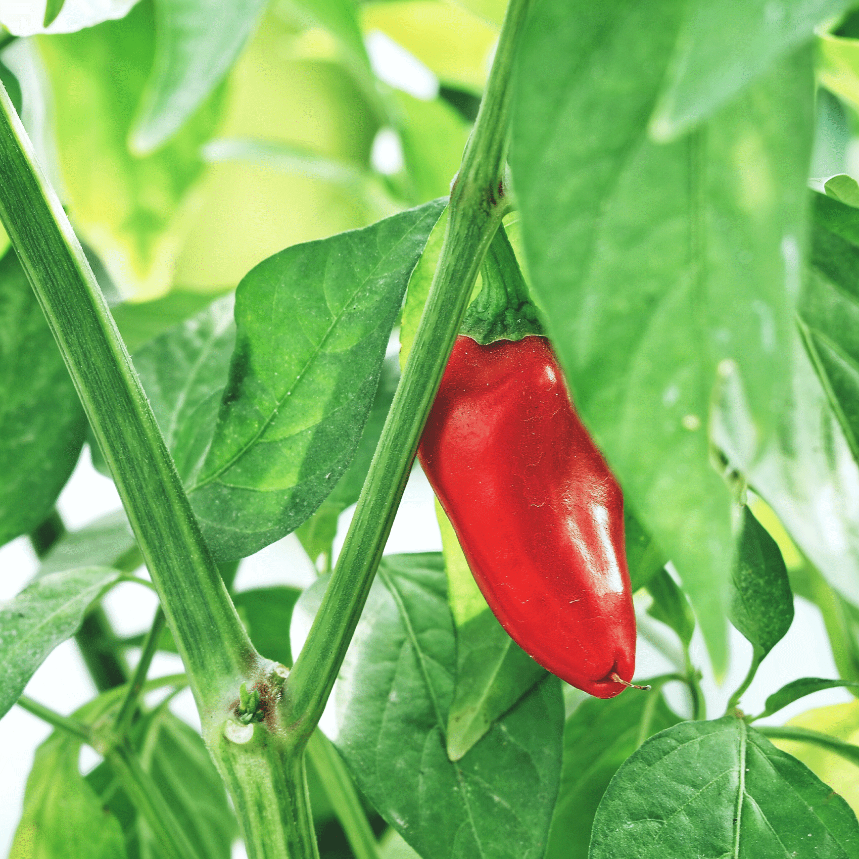 capsicum en train de pousser