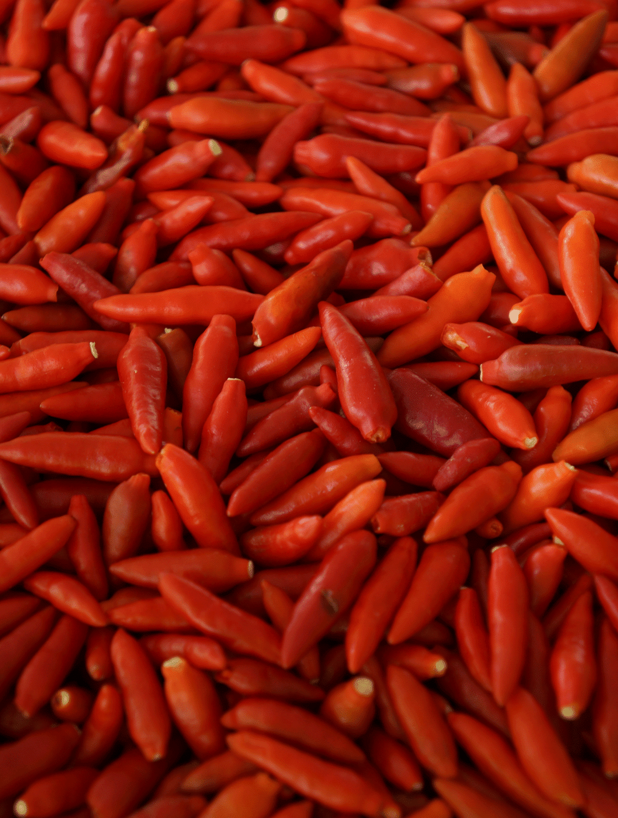 piments oiseaux rouges en vrac