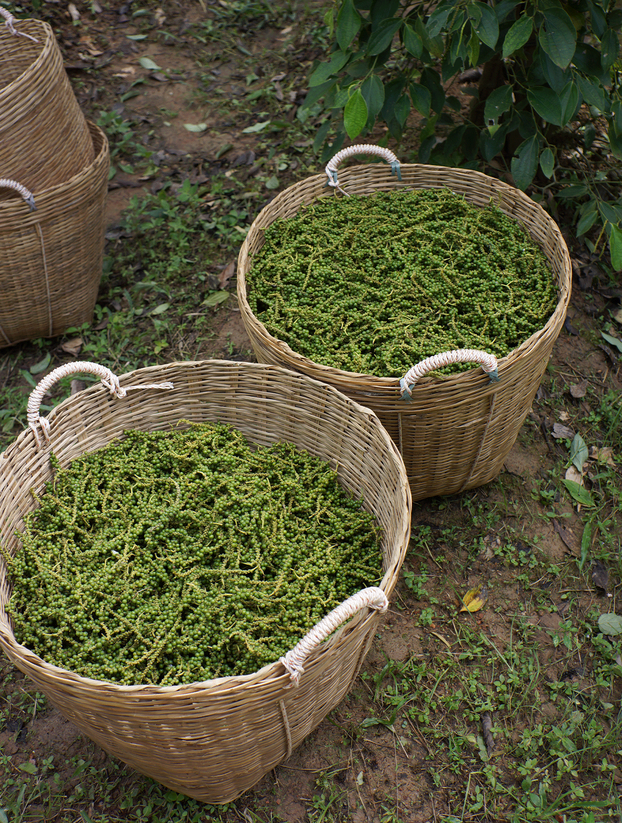 Grappes de poivres verts dans un panier