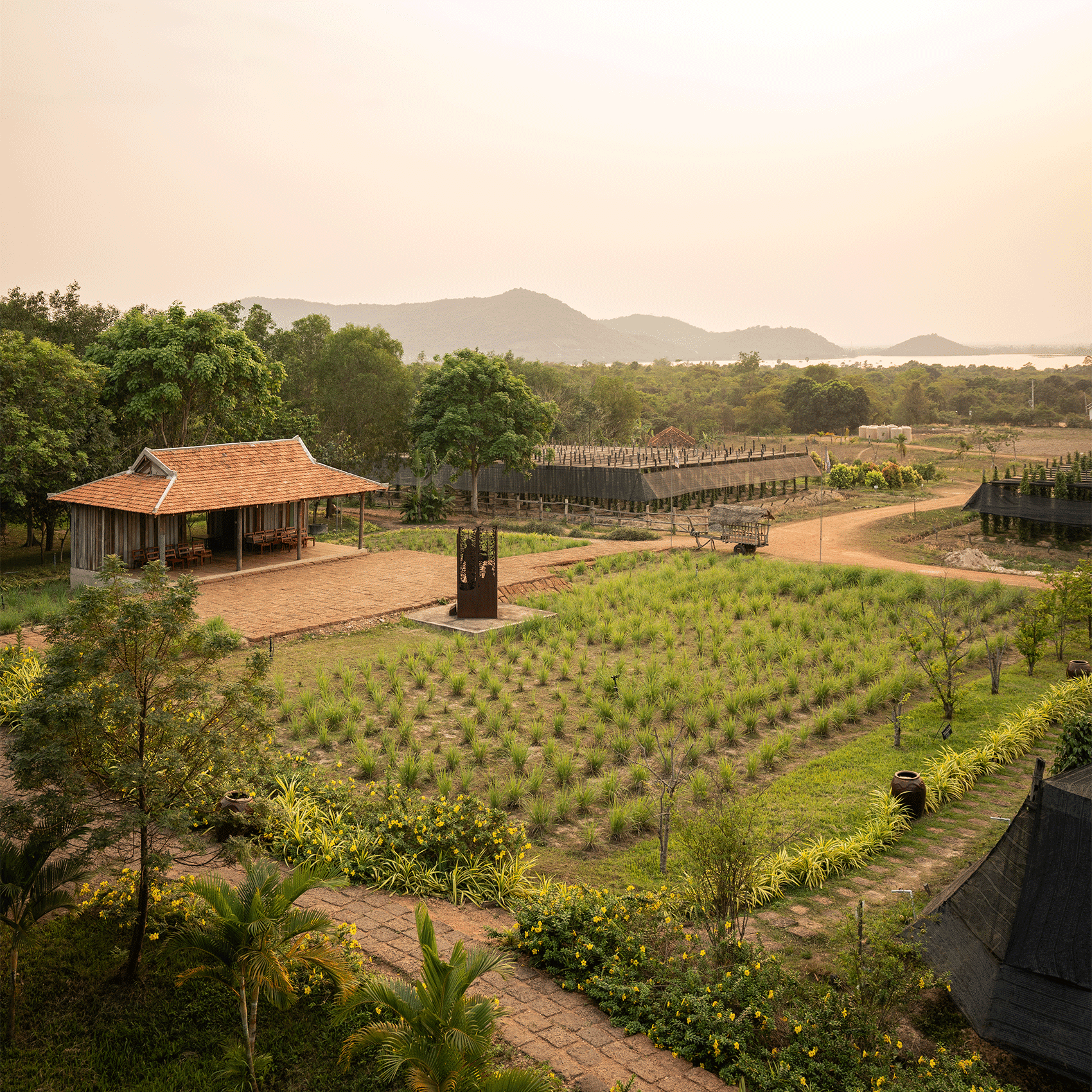 vue aérienne sur un champ dans une plantation